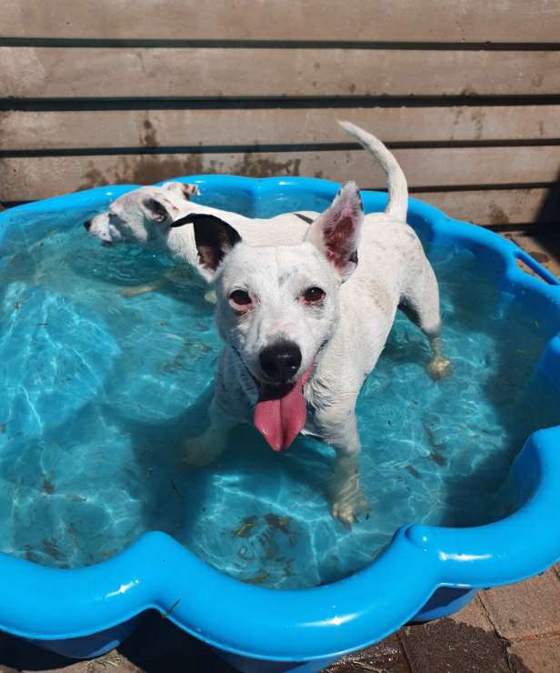 Dog Hotel Home Pet Boarding in Petrus Street, Pretoria Furbabies R Us