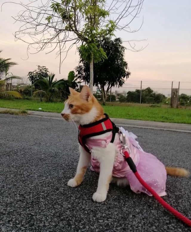 Johor Bahru Area Best Dog Walking Johor Bahru PetBacker 🦮 J Pet