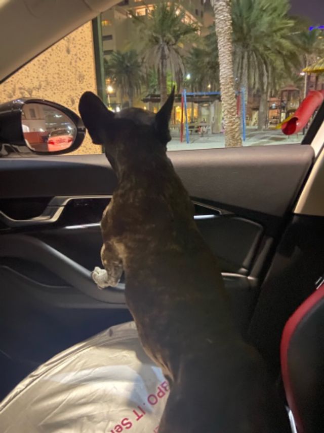 Pet Hotel Home Pet Boarding in Juffair, Manama Anvi’s Pet House