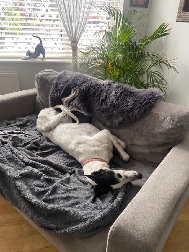 Pet Boarding in West Midlands Birmin, Rednal Midlands Happy Dog