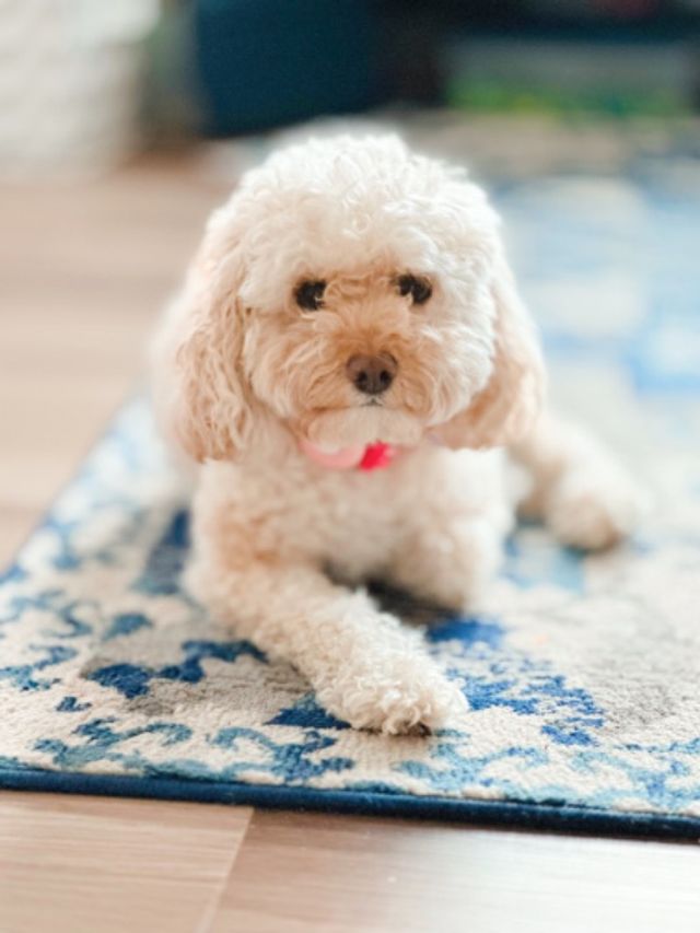 Pet Boarding in Manassas , Manassas Sam’s Ultimate Retreat