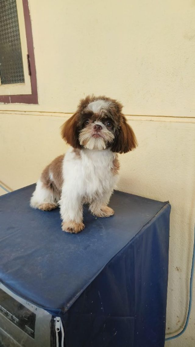 Anna Nagar Walk In Dog Grooming Near Me Pet Grooming In Korattur****