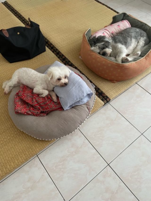 Kota Bharu Best Pet Taxi Kota Bharu PetBacker Kota Bharu Mama Mia