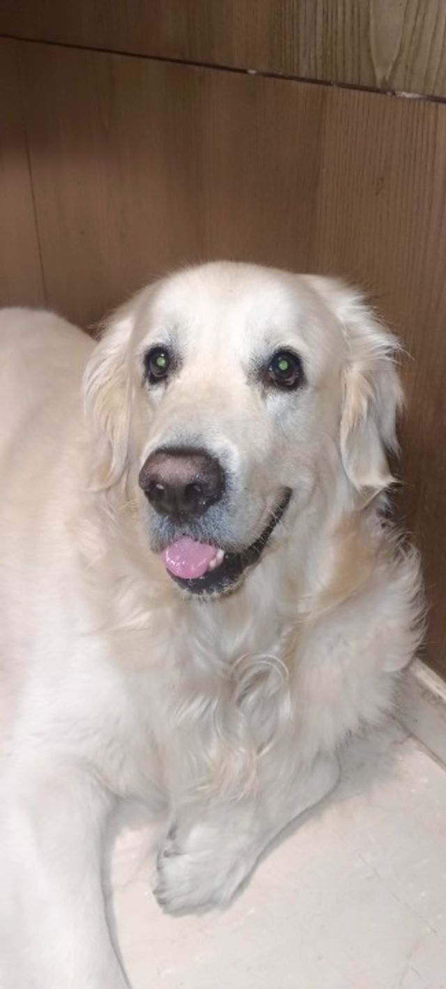 Pet Grooming in Hyderabad , Hyderabad Pet Grooming PetBacker Telangana