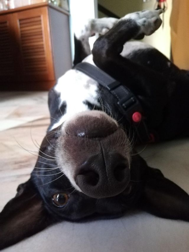 Pet Hotel Home Pet Boarding in Lingkaran Syed Putra, Kuala Lumpur