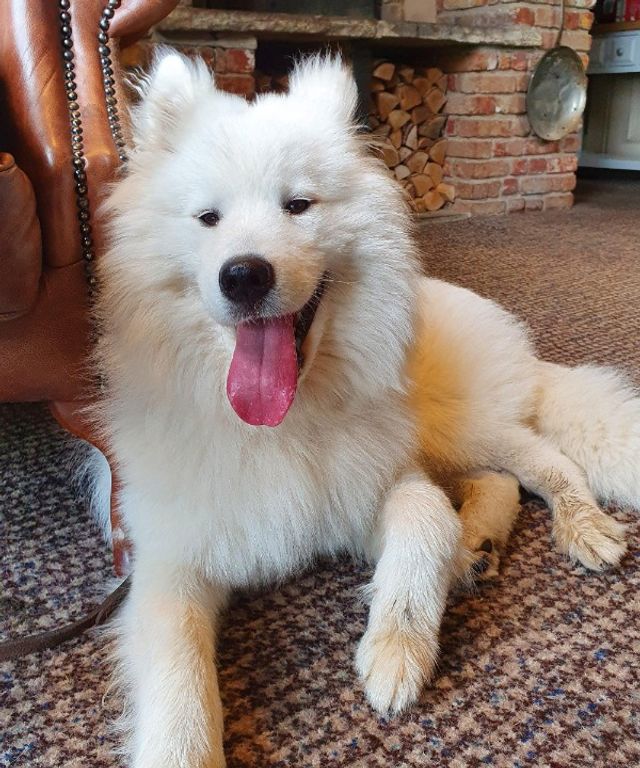 Pet Hotel Home Pet Boarding in Dubai Pets Take Care PetBacker Dubai