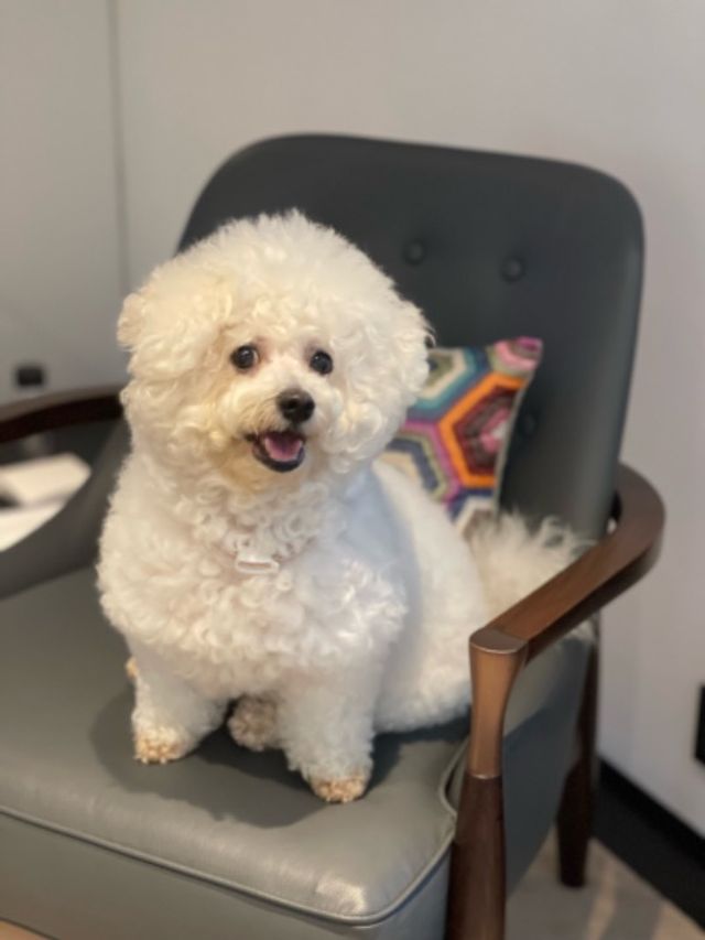 Pet Boarding in Manchester Salford Apartment Dog/small Animals