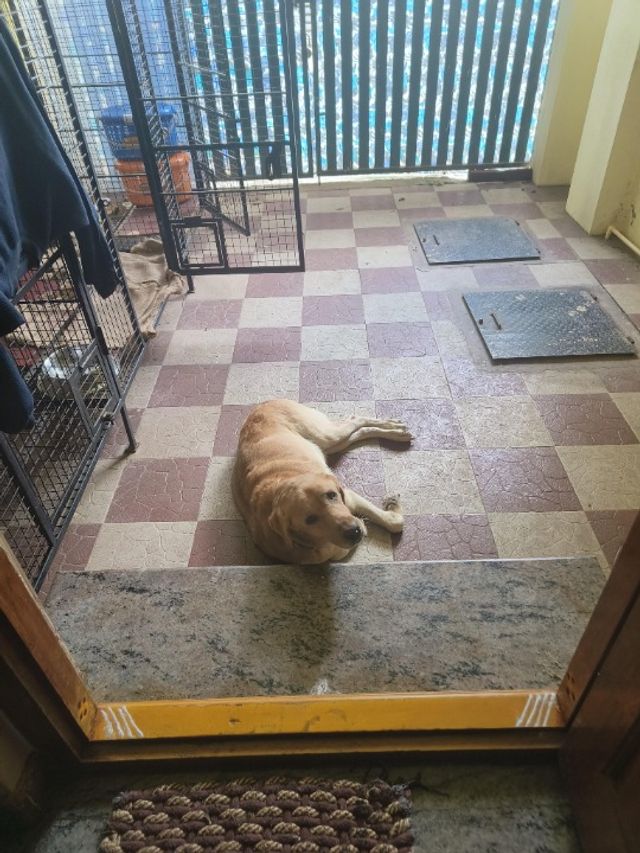 Pet Hotel Home Pet Boarding in th West cross, Bengaluru Kiran