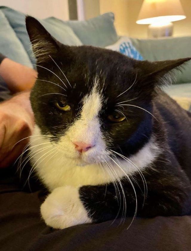 Pet Hotel Home Pet Boarding in Dubai Mirdif Al Warq, Dubai Cat Hotel