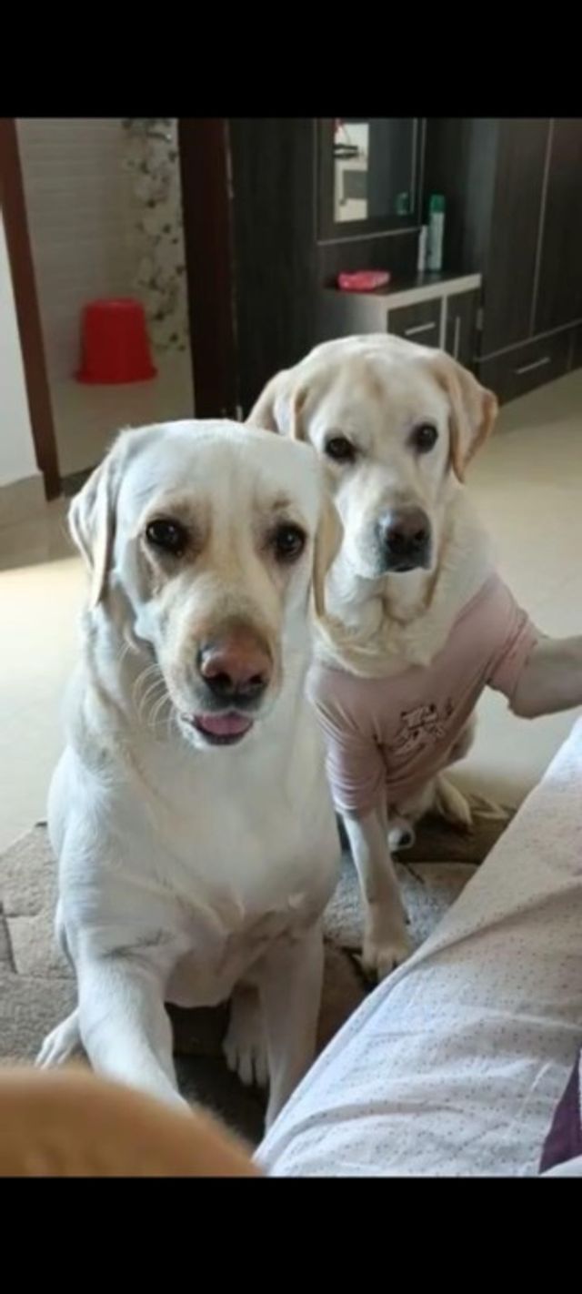 Pet Hotel Home Pet Boarding in Tank Shore Road, Bengaluru Agastya Pet