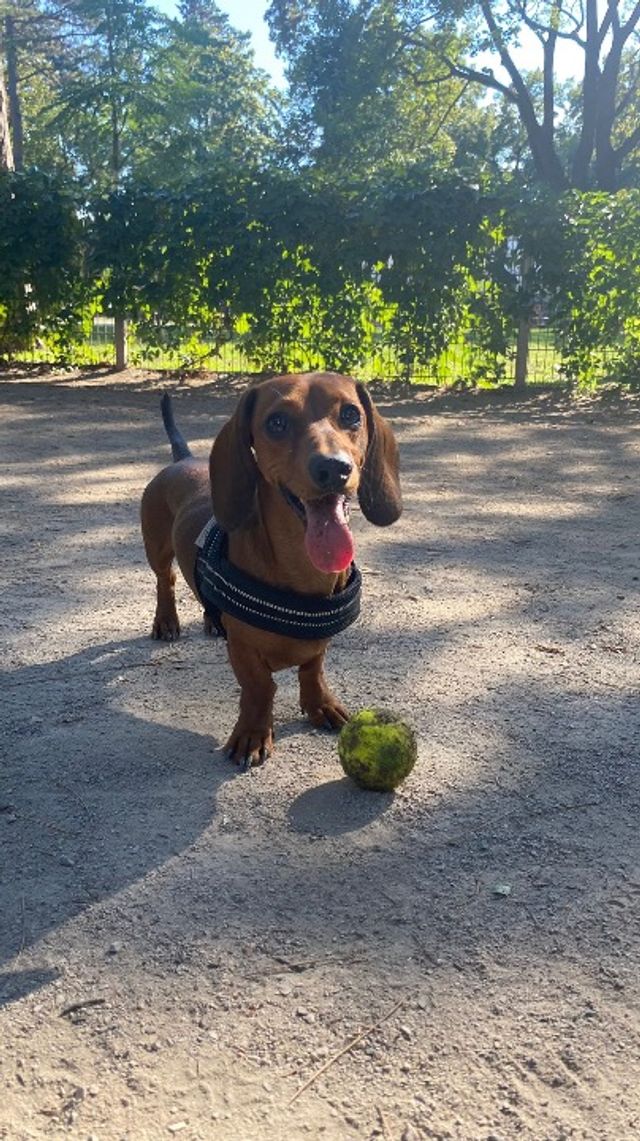 Pet Hotel Home Pet Boarding in Vienna and Surroundi, Wien Dog