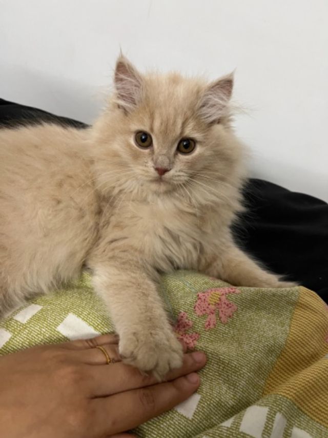 Pet Hotel Home Pet Boarding in Whitefield, Varthur,, Bengaluru Catnap