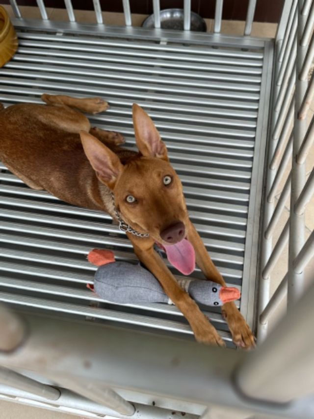 Pet Sitter in Puchong Pet Sitter@Puchong/PJ/Bukit Jalil