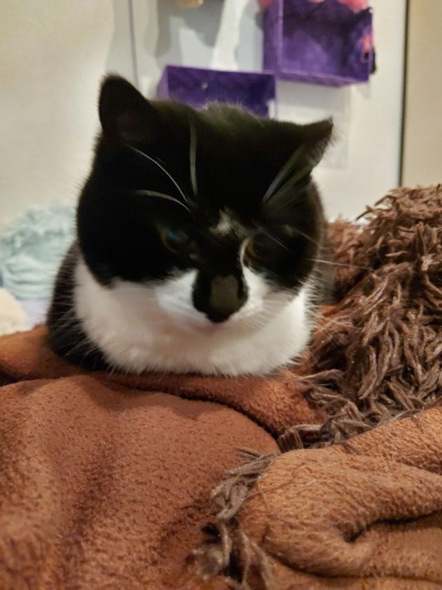 Pet Sitter in Amsterdam , Amsterdam Kattenoppasamsterdam.nl