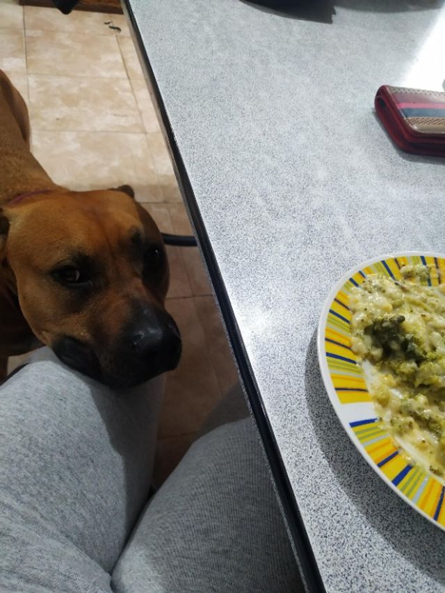 Pet Sitter in Holmes Road, Moonee Ponds Pet Sitting Melbourne