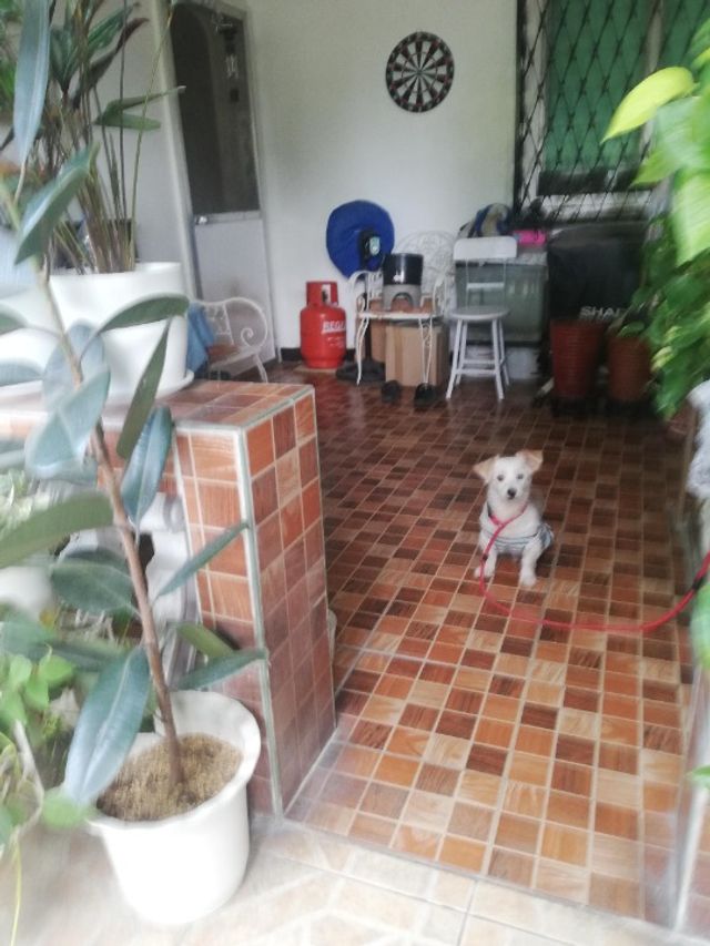 Pet Hotel Home Pet Boarding in Kudarat Street, Santa Rosa Pet