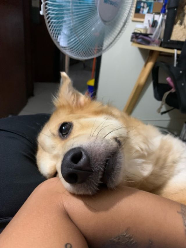 Pet Sitter in Quezon City, Batanga, Quezon City Shobe’s Pet Sitting