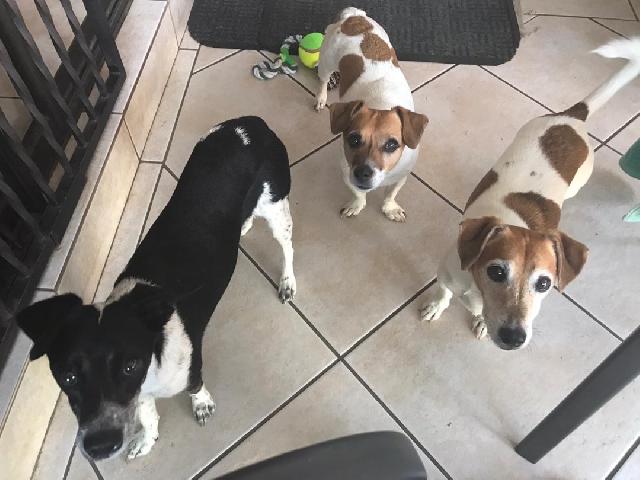 Pet Sitter in I stay in north ridi, Randburg Fourways Megan Pet