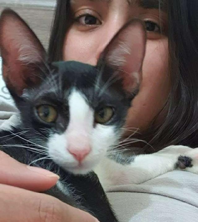 Dog, Cat Hotel Home Pet Boarding in Airport Road, Abu Dhabi Pet B&b PetBacker Abu Dhabi