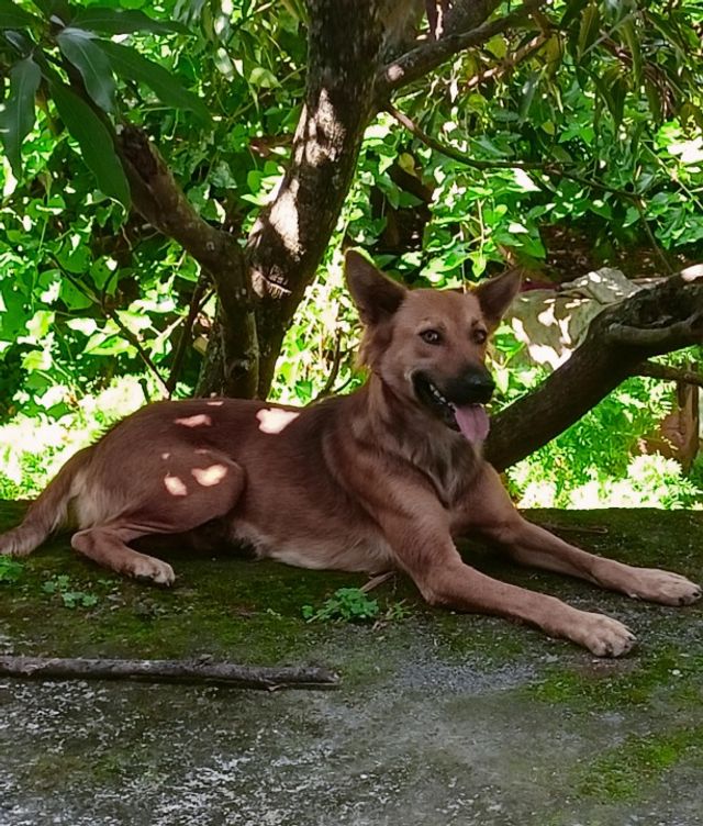 Pet Sitter in Delhi, New Delhi Little Paws PetBacker Delhi