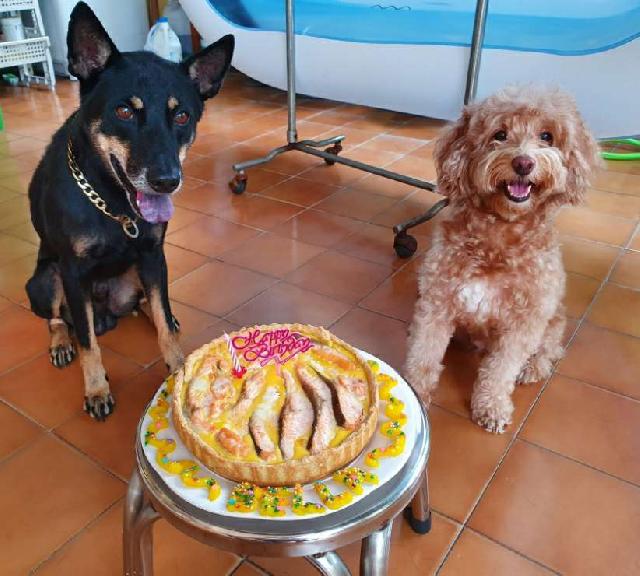 Dog Hotel Home Pet Boarding in Jalan Kelicap 49, Kluang B's Dog