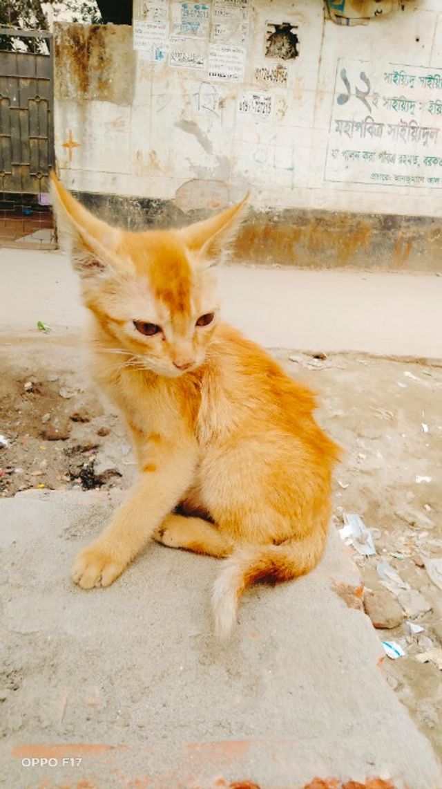 Pet Sitter in Uttara Dhaka Dhaka Kitty Home Service PetBacker