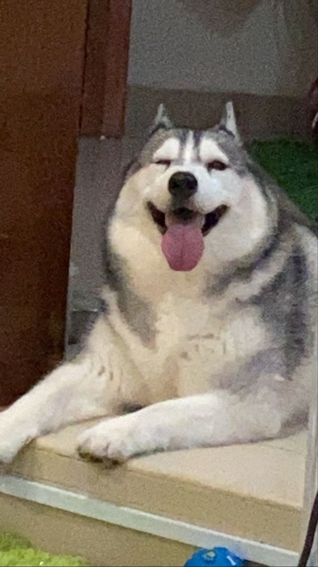 Pet Hotel Home Pet Boarding in Bandar Kinrara, Puch, Puchong 1 To 1