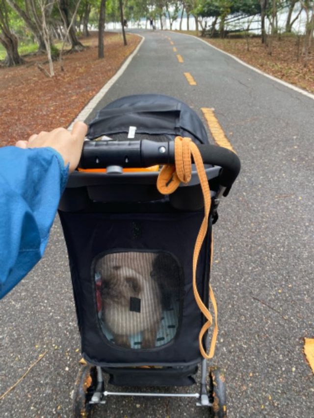 Dog Walking in Latkrabang or Chalon, Bangkok | Happy Walk With Tack ...