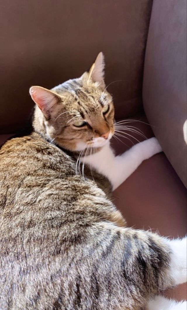 Pet Photography in odell road, Johannesburg Johannesburg Pet