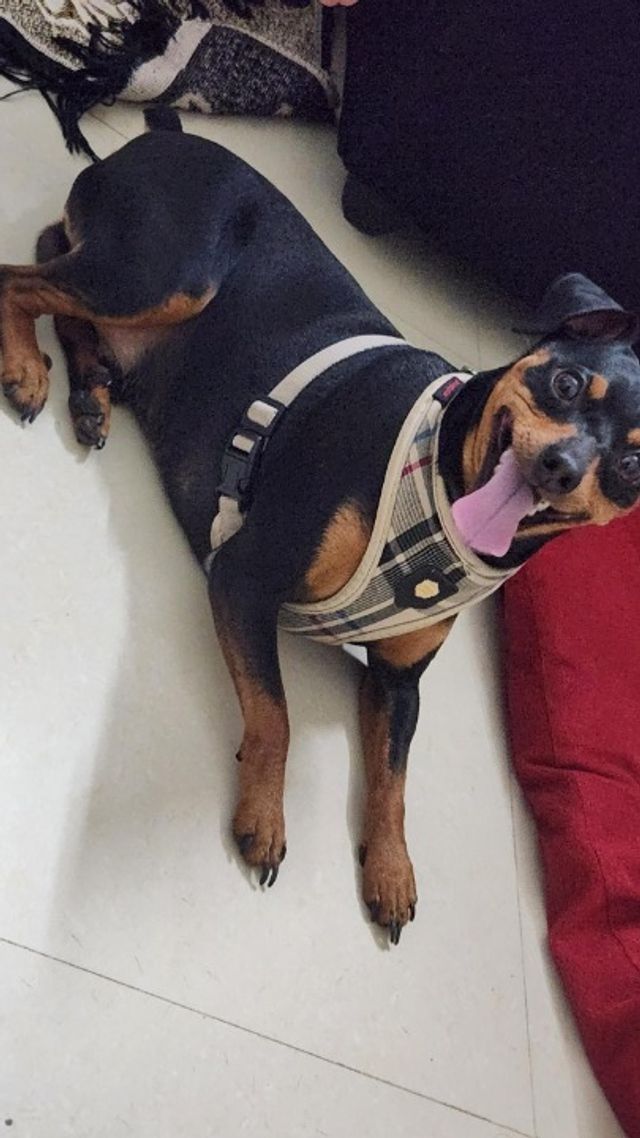 Pet Hotel Home Pet Boarding in Bengaluru Pet Boarding For Dogs