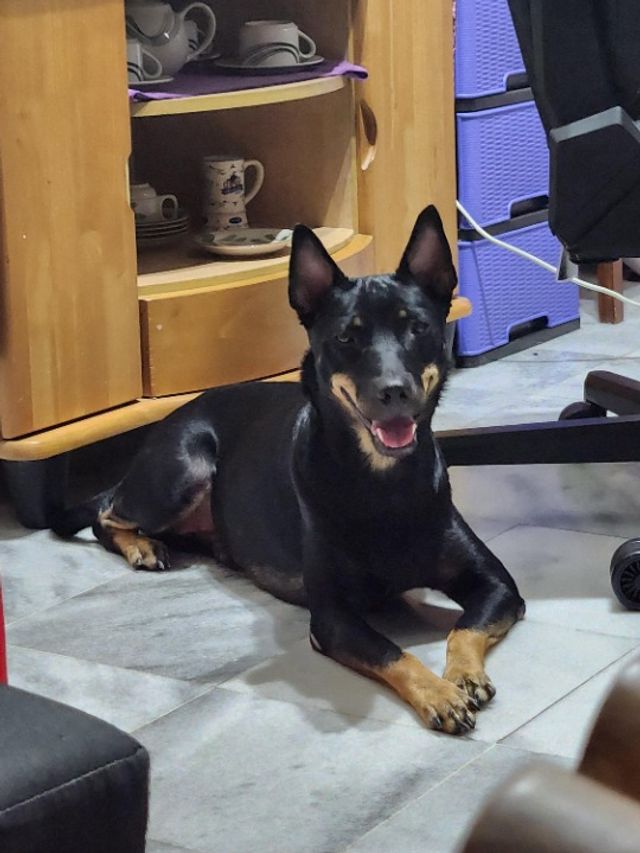 Pet Hotel Home Pet Boarding in Bandar Sri Damansara, KL K9 Pet