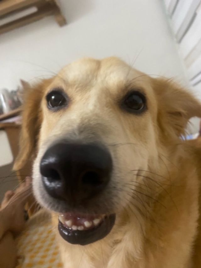 Pet Hotel Home Pet Boarding in Quezon City, Malolos Shobe’s Pet