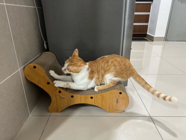 Pet Daycare in Sentul Setapak Gomba, KL Sha's Kitty Care