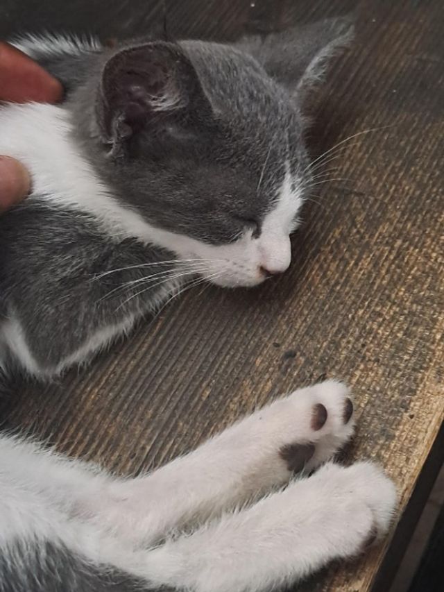 Wasp Sting Cat Paw Swollen After Fight Pet Hotel Home Pet Boarding