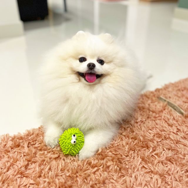 Pet Hotel Home Pet Boarding in Eunos, Joo Chiat are, Bedok Bailey's