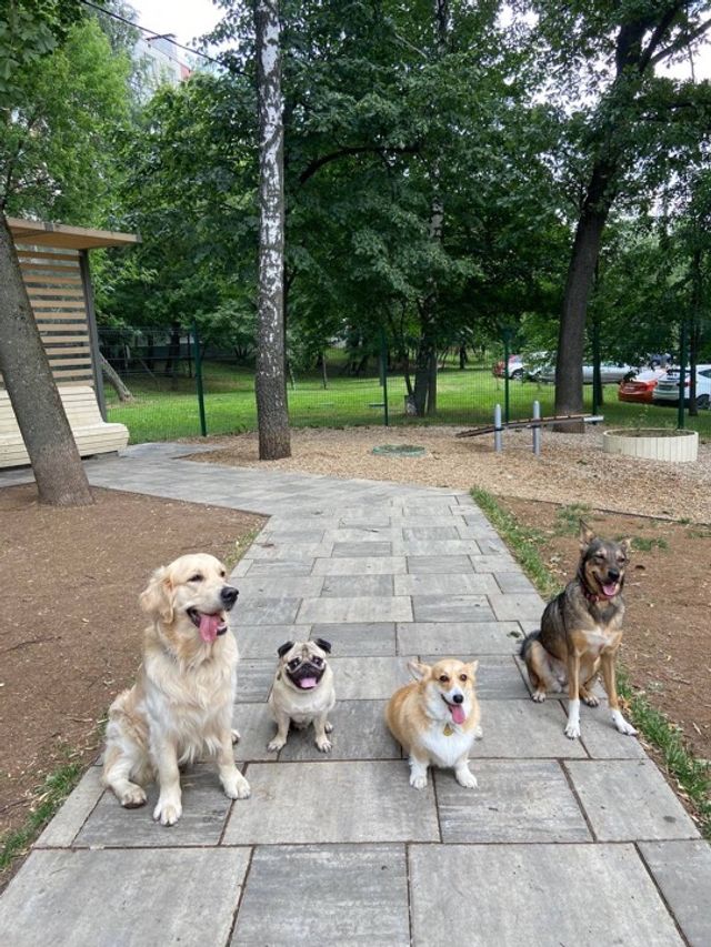 Pet Sitter in Tralee kerry, Tralee Tralee Pet Sitting PetBacker