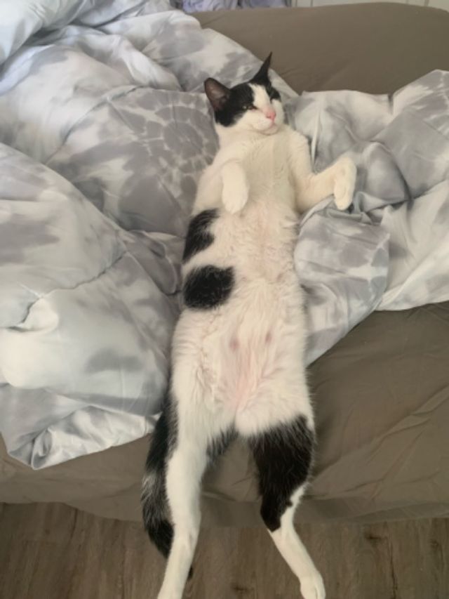 Pet Hotel Home Pet Boarding in Ciudad de Panama, Panamá Vicka Pets