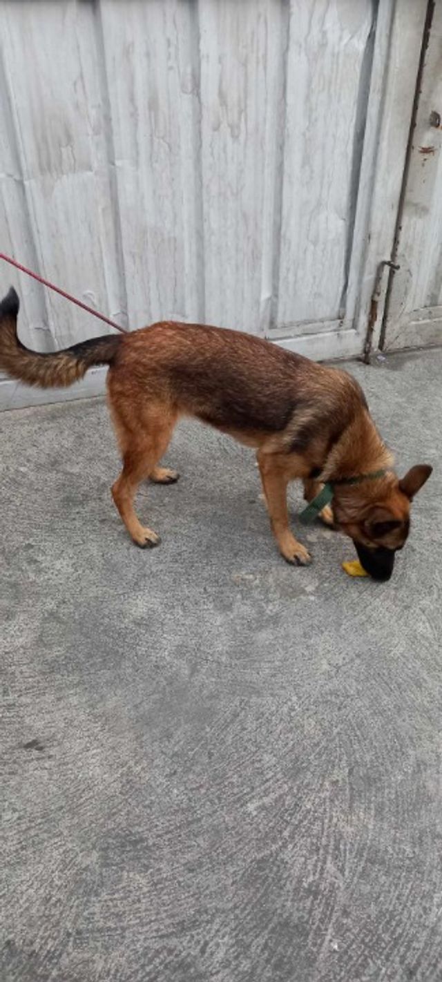 Pet Hotel Home Pet Boarding in Bayani, Quezon City Rosie Pet Boarding