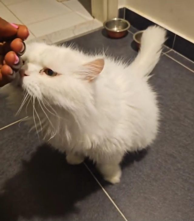 Pet Sitter in Dubai Izu Pet Sitting PetBacker Dubai