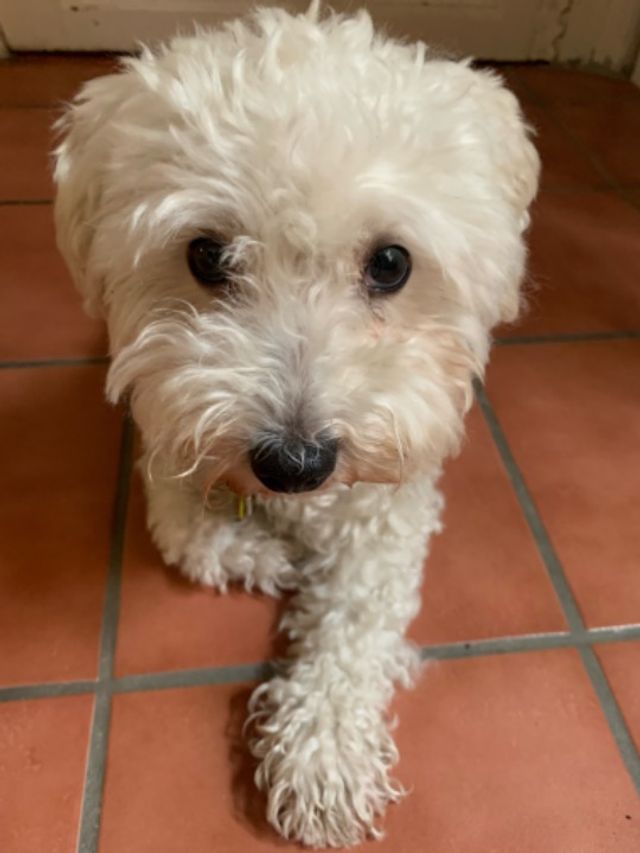 Pawsome Pet Care by Camila PetBacker profile image