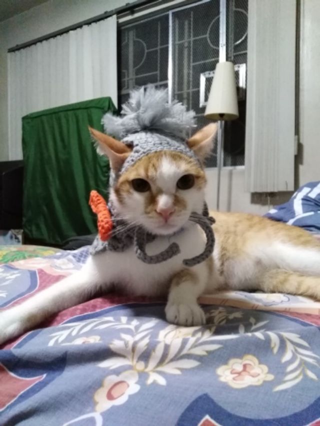 Pet Daycare in th, Quezon City Sycats’ Choice Home PetBacker Metro