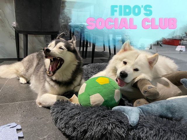 Pet Daycare in KL Fido's Social Club (TTDI, Dog Daycare