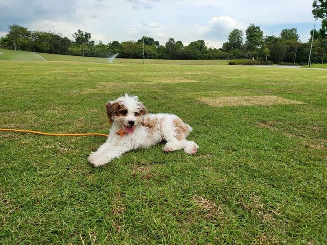 Pet Hotel Home Pet Boarding in Sengkang, Rivercove,, Sengkang