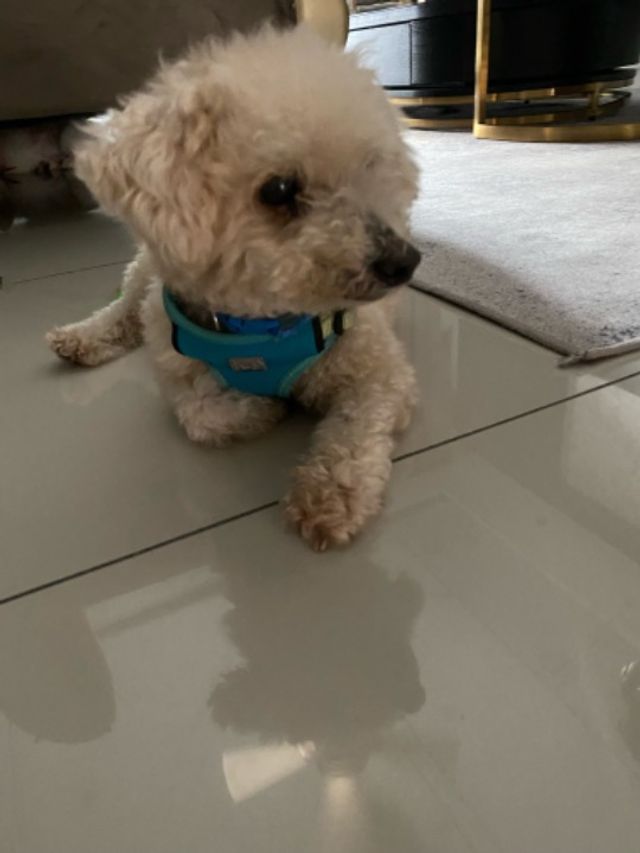 Sierra 16, Equine, P Best Pet Hotel Home Boarding Puchong PetBacker