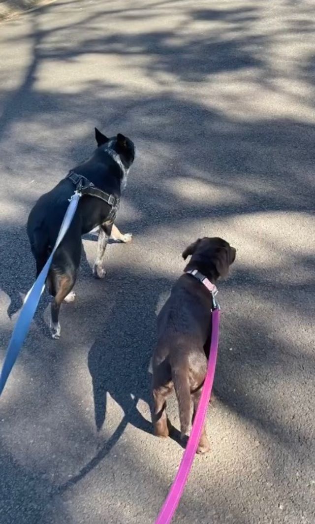 Dog Walking in Rowbotham Street, Rangeville Toowoomba, Dog