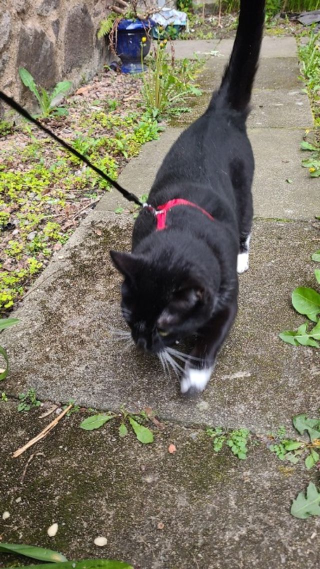 Dog Walking in Aberdeen , Aberdeen Magda's Dog Walking Service PetBacker Scotland