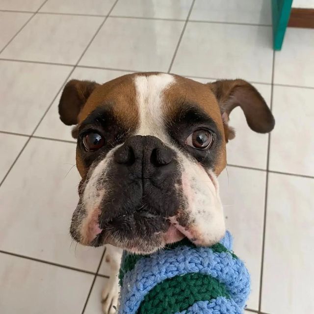 Dog Walking in Costa Rica, San Jose, San Pedro Cuidado Seguro Y