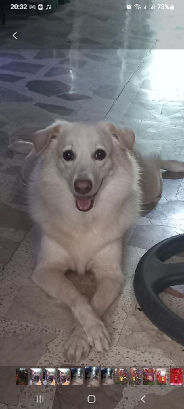 Pet Hotel Home Pet Boarding in CECCILS, CASIMIRO, A, Las Piñas