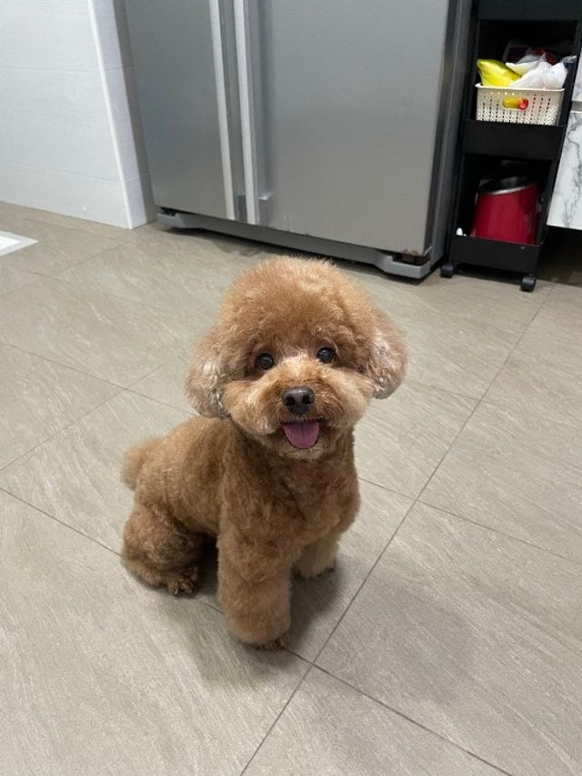 Pet Grooming in Yishun, Sembawang, A, Yishun Poodle Grooming PetBacker Singapore