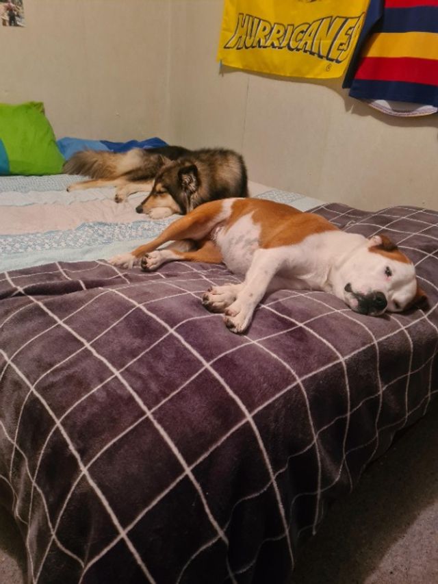 Pet Hotel Home Pet Boarding in Greer Crescent, Wellington Paigees